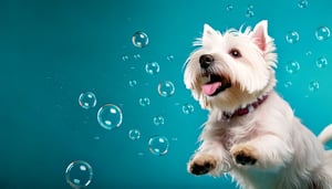 WestHighland_Terrier