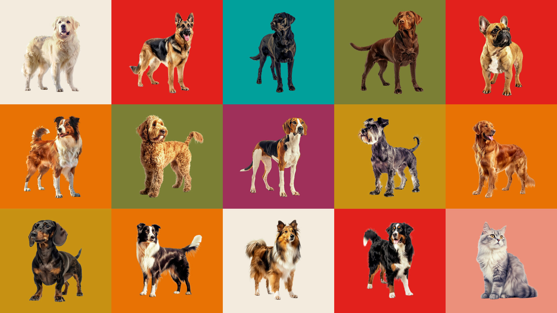 FD_Web_Layout_PetShoppe_Dogs-squares_1920x1080-80